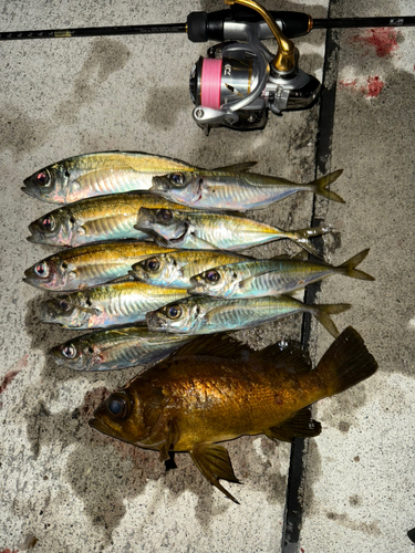 アジの釣果