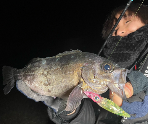 メバルの釣果