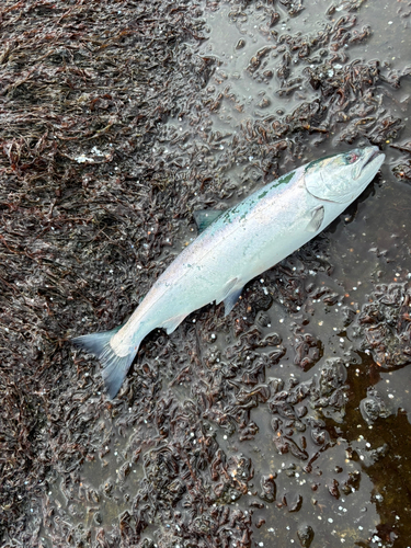 サクラマスの釣果