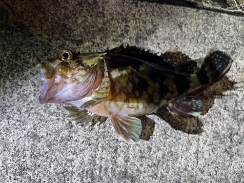 アラカブの釣果