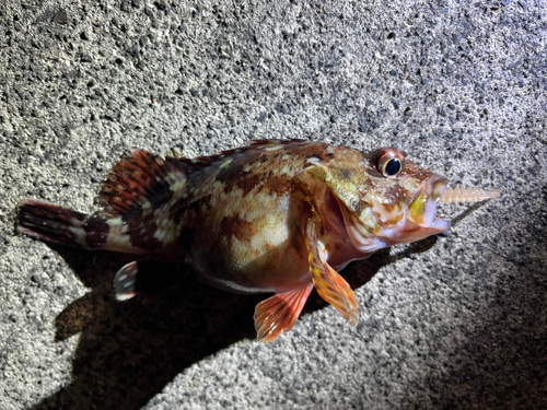 アラカブの釣果