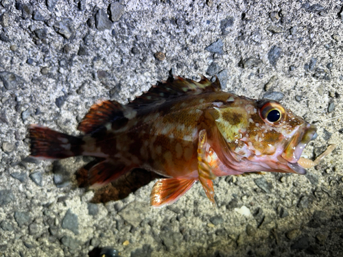 アラカブの釣果