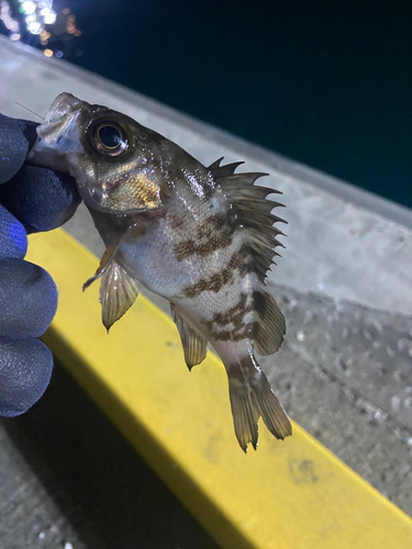 メバルの釣果