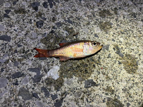 ネンブツダイの釣果