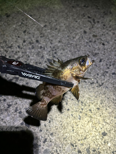 メバルの釣果