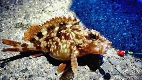 タケノコメバルの釣果