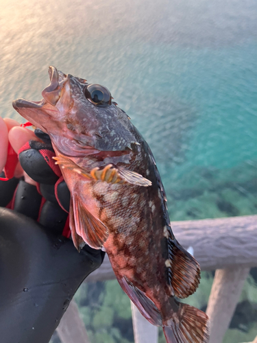 カサゴの釣果