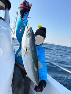 ワラサの釣果