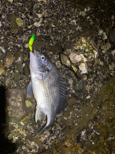 キビレの釣果