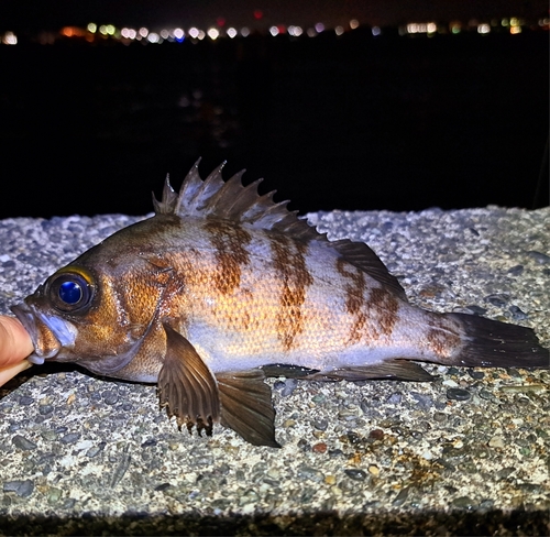 メバルの釣果