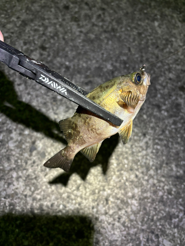 メバルの釣果