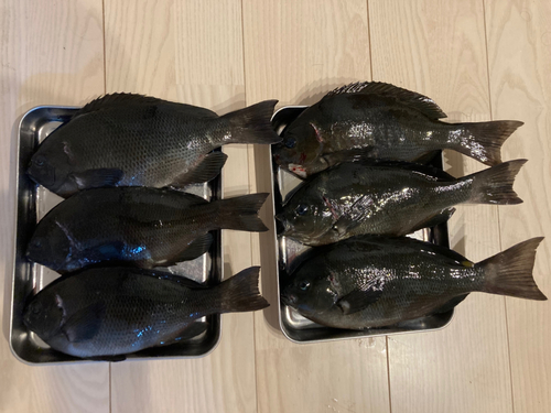 グレの釣果