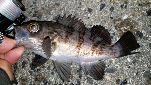 メバルの釣果