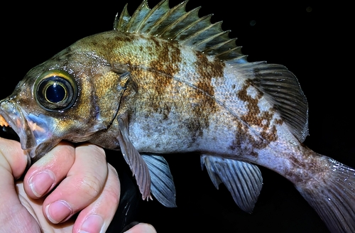 シロメバルの釣果