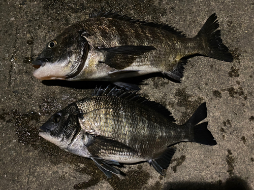 クロダイの釣果