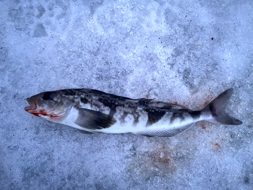 ホッケの釣果