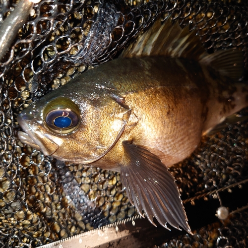 メバルの釣果