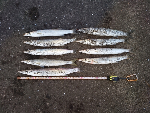 カマスの釣果