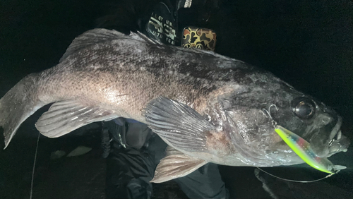 クロソイの釣果