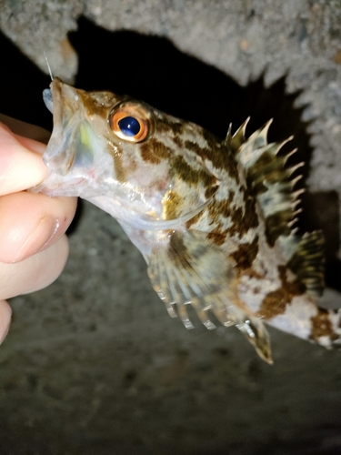 メバルの釣果