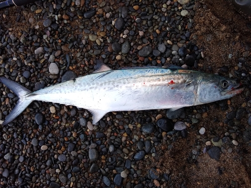 サゴシの釣果