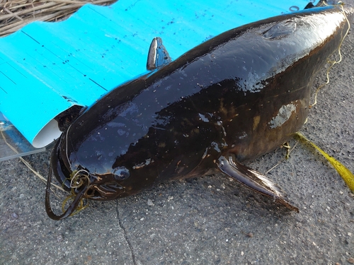 ナマズの釣果