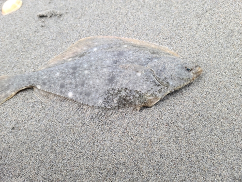 カレイの釣果