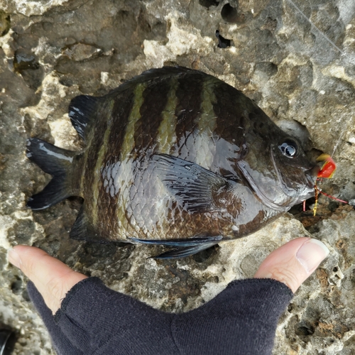 シマスズメダイの釣果