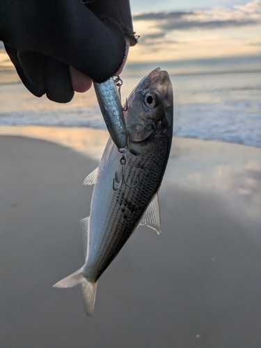 コノシロの釣果