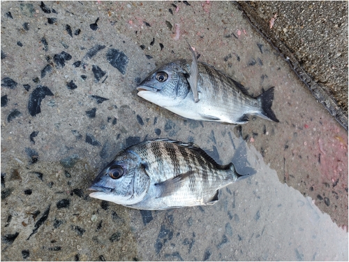 チヌの釣果