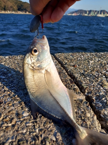 メッキの釣果