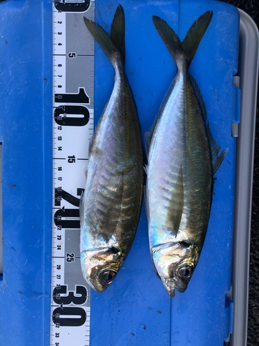 アジの釣果