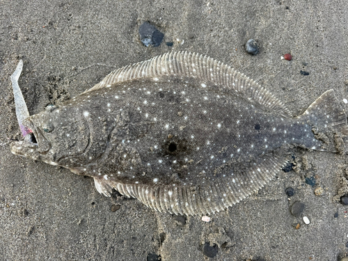 ヒラメの釣果