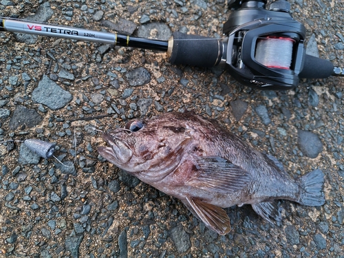 ムラソイの釣果