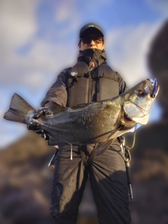 ヒラスズキの釣果