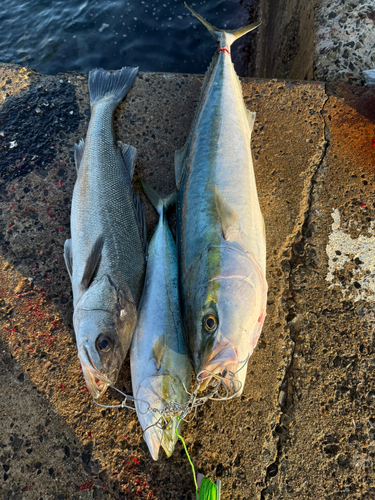 ブリの釣果