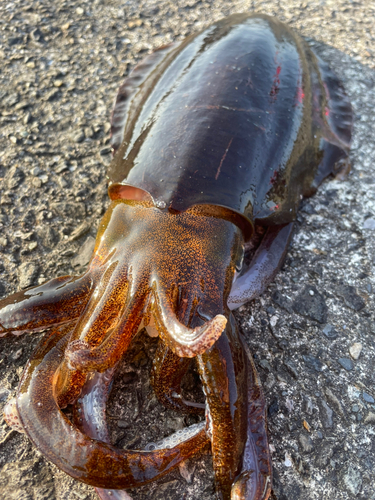 アオリイカの釣果