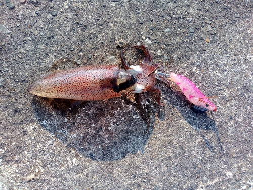 ヒイカの釣果