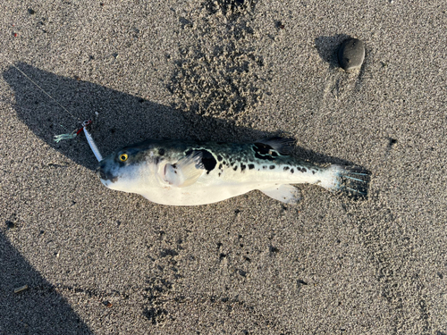 トラフグの釣果