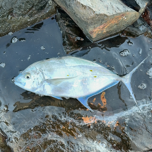 ナンヨウカイワリの釣果