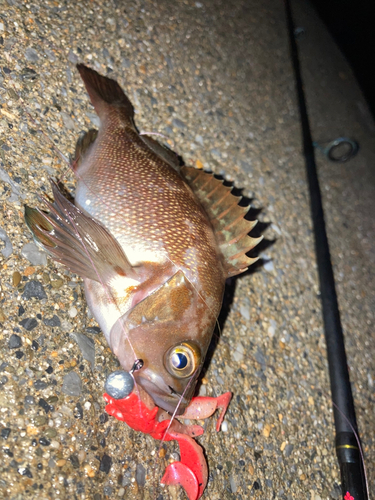 エゾメバルの釣果