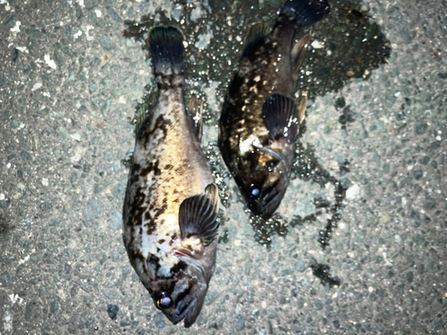 クロソイの釣果