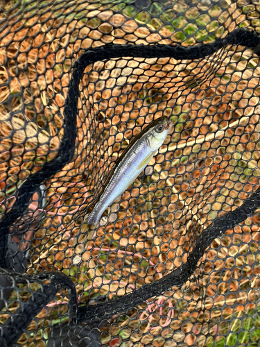 カワムツの釣果