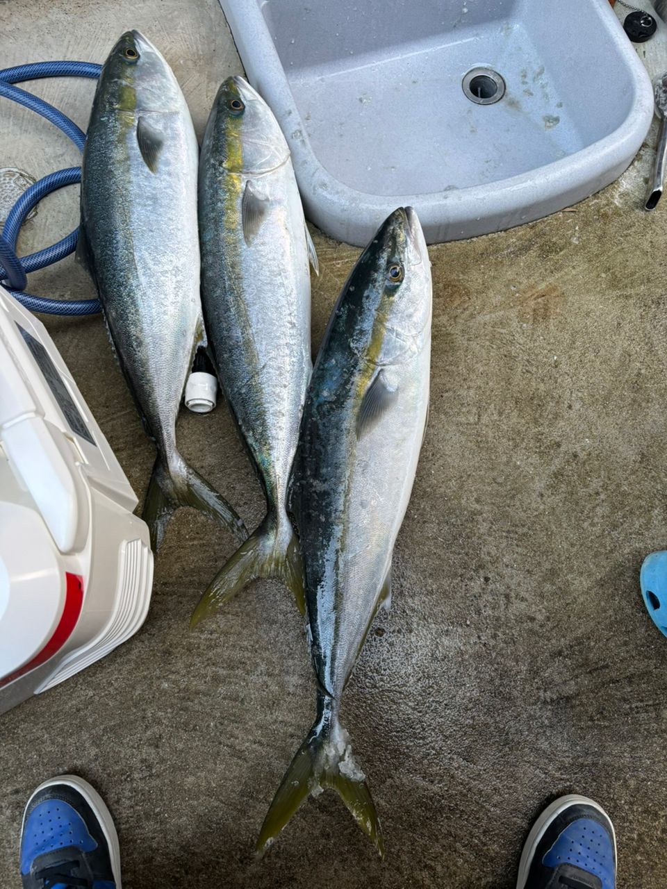 スズキスキスギさんの釣果 1枚目の画像