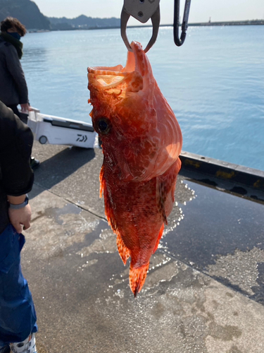 オニカサゴの釣果