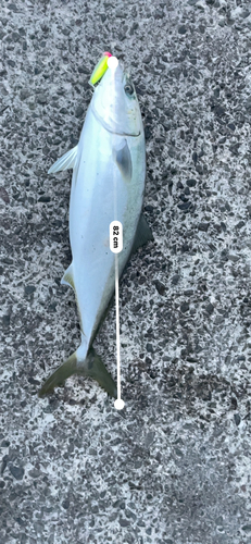 ブリの釣果