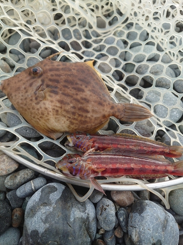 カワハギの釣果