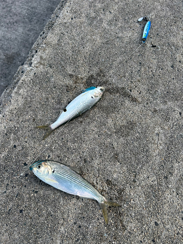 コノシロの釣果