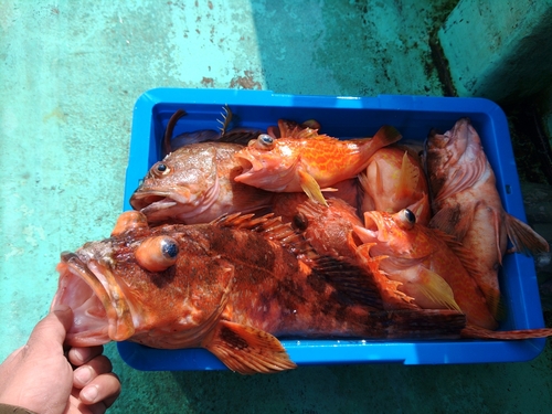 カサゴの釣果