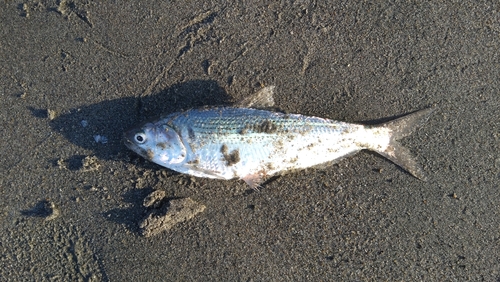 コノシロの釣果